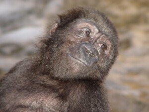 Bangori Baby Western Lowland Gorilla
